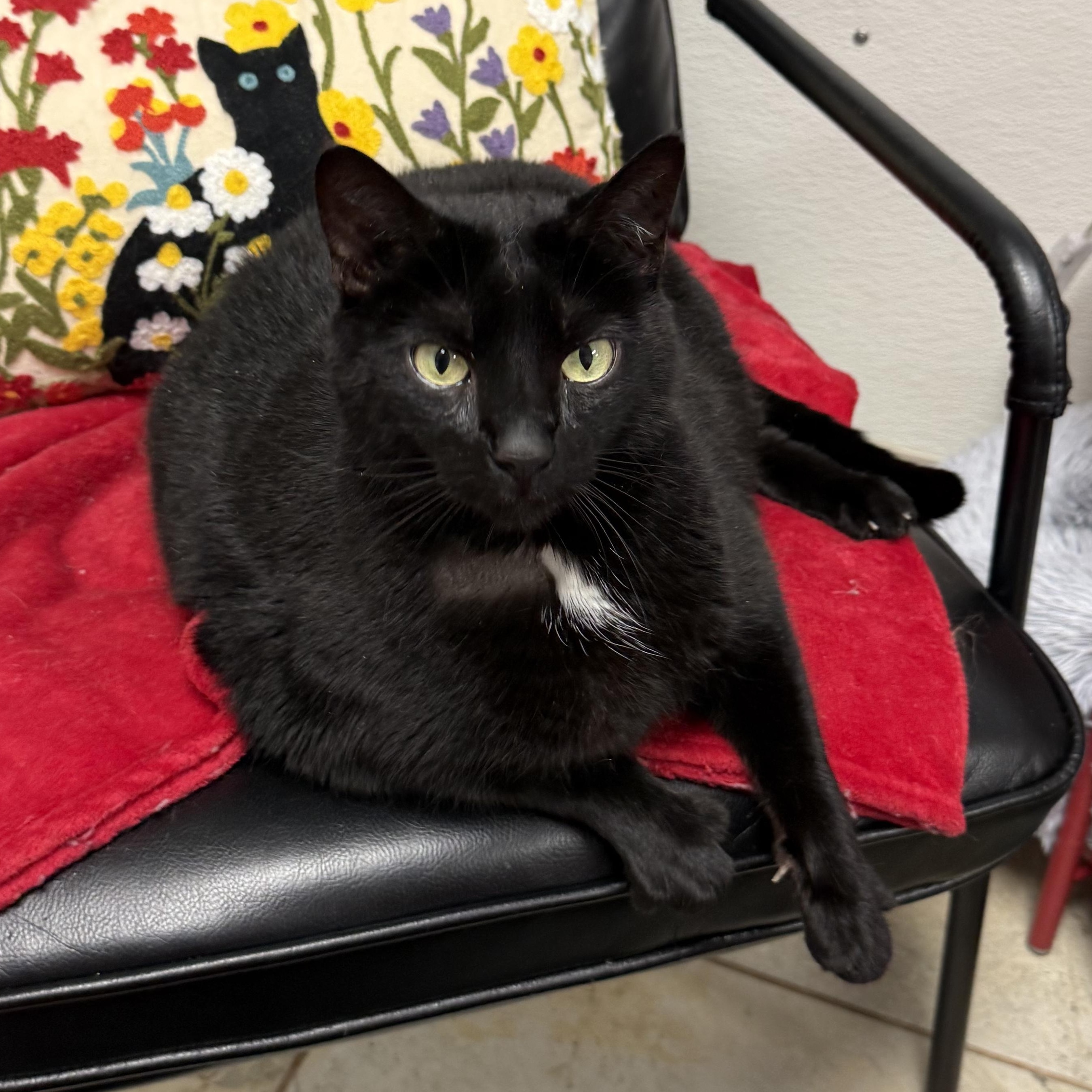 Vader, ADOPTABLE, Adult Male Domestic Short Hair.