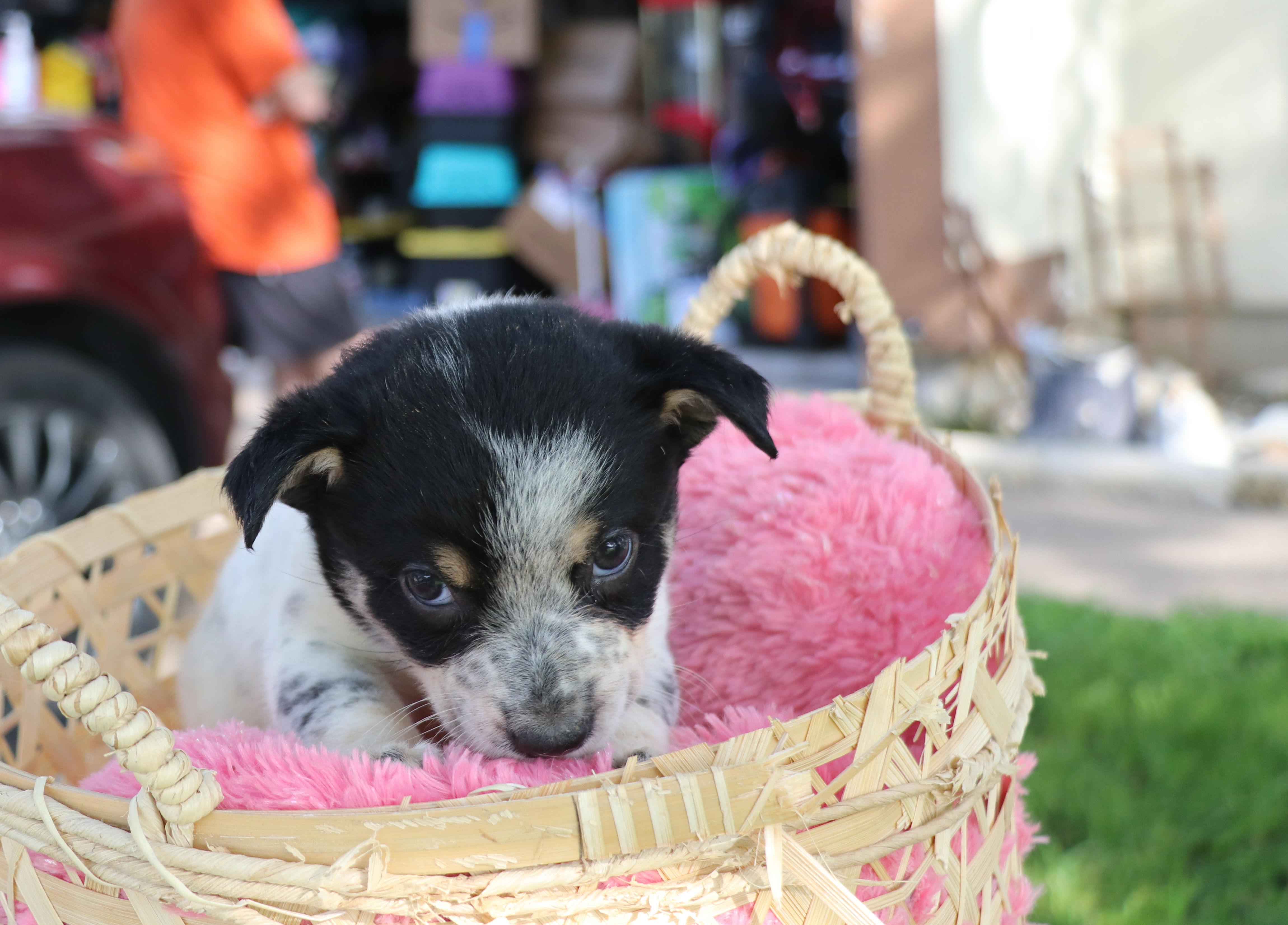 Sassy, an adopted mixed breed in Pflugerville, TX image 4/6