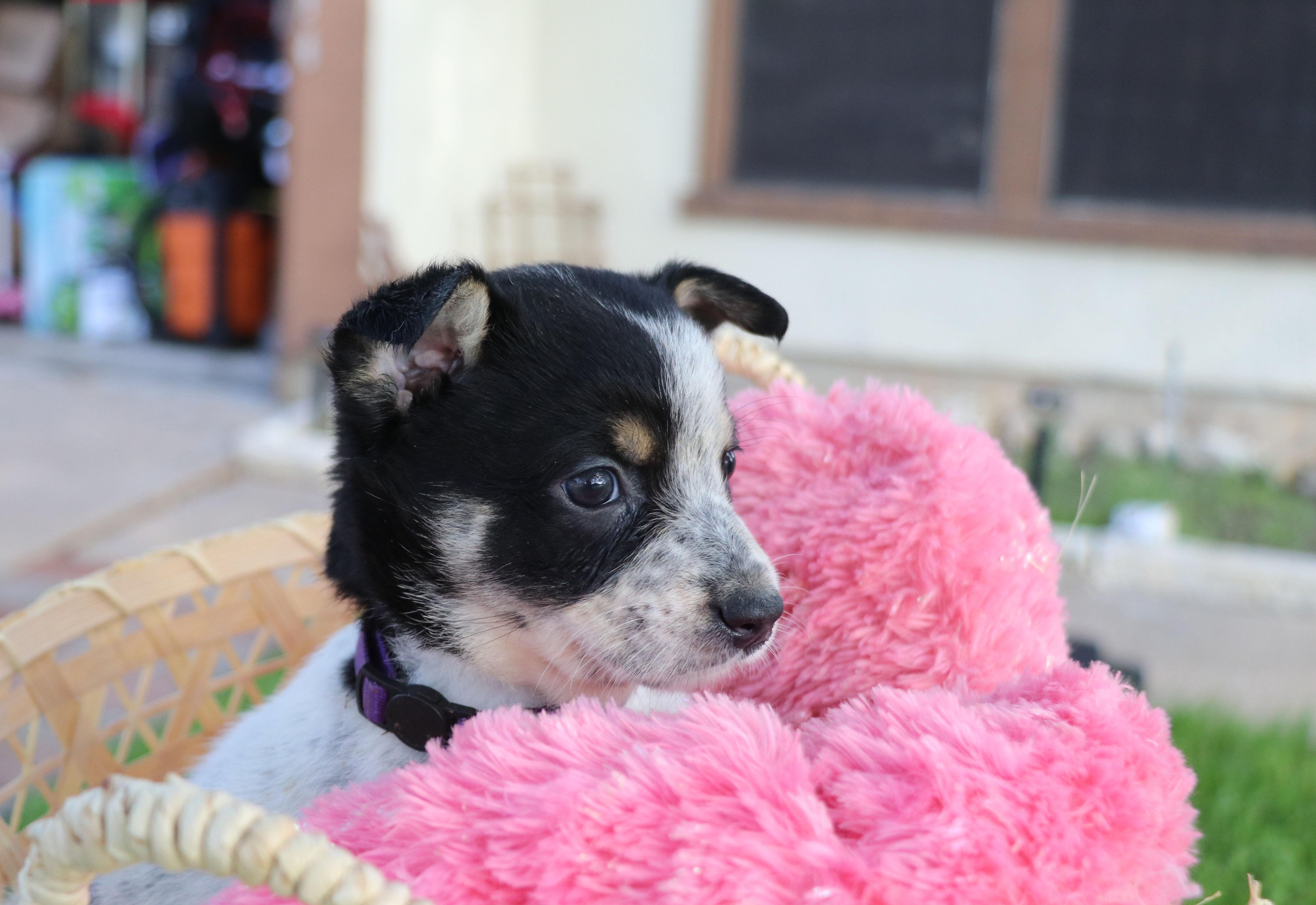 Sassy, an adopted mixed breed in Pflugerville, TX image 2/6