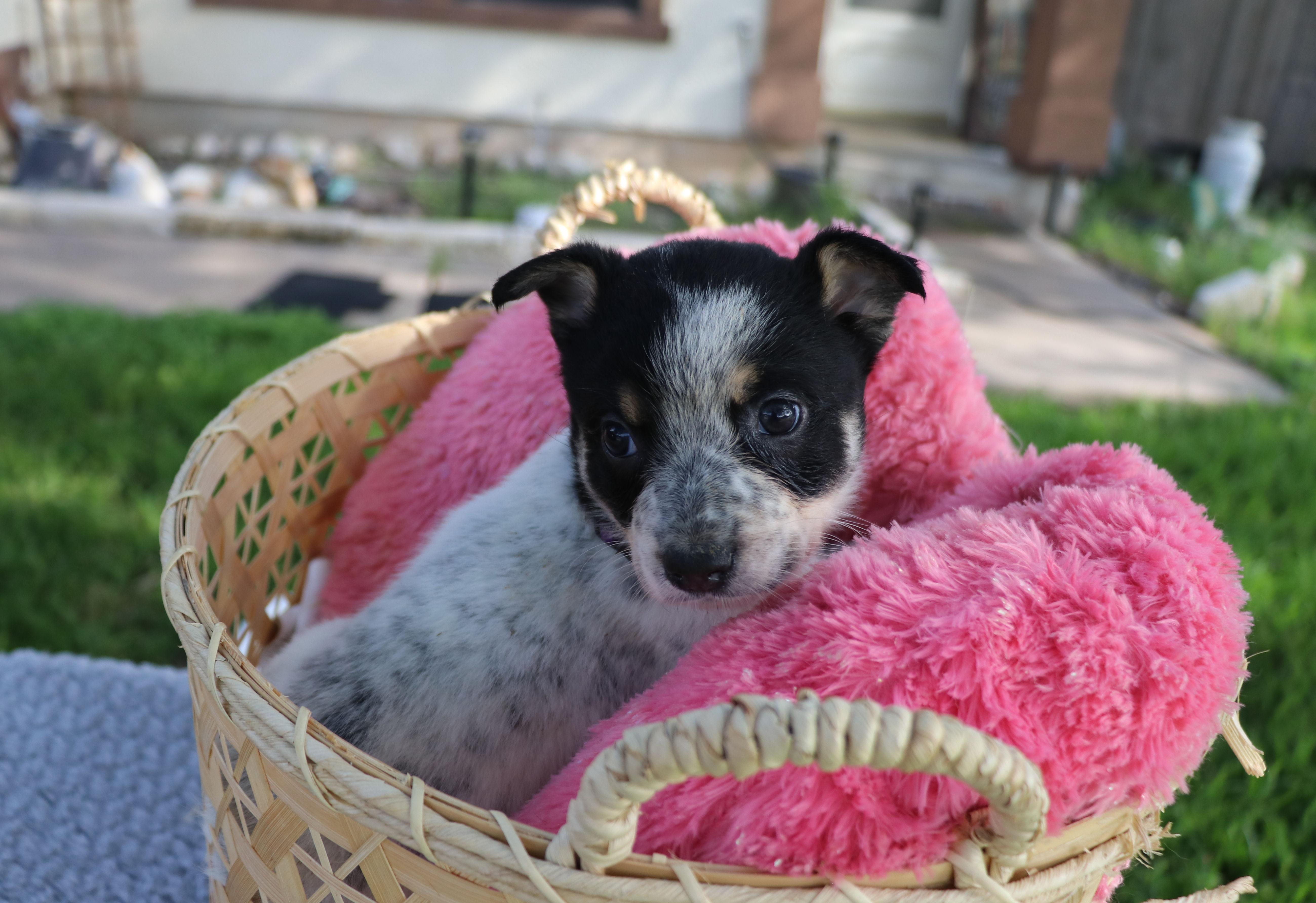 Sassy, an adopted mixed breed in Pflugerville, TX image 1/6
