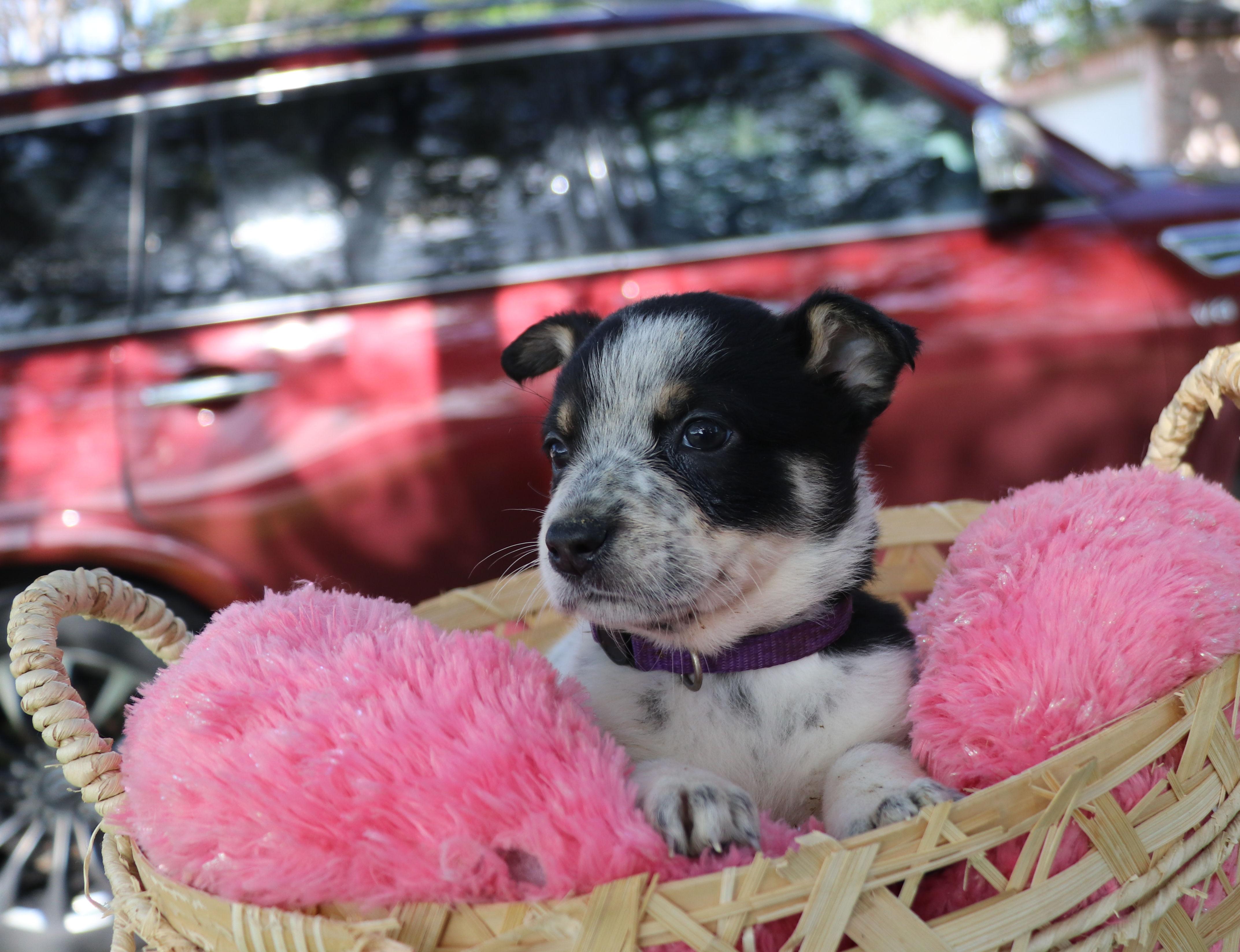 Sassy, an adopted mixed breed in Pflugerville, TX image 3/6