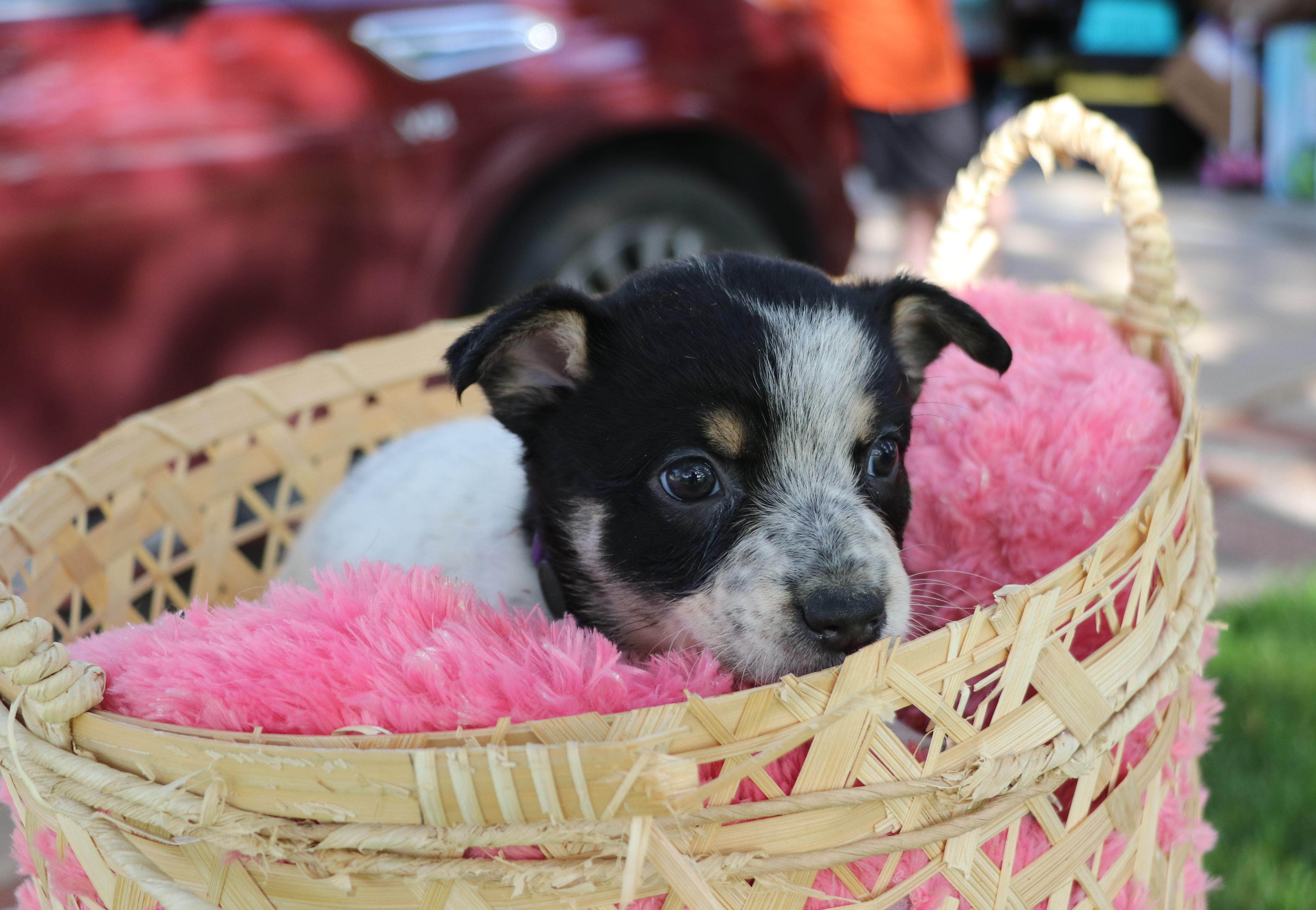Sassy, an adopted mixed breed in Pflugerville, TX image 6/6