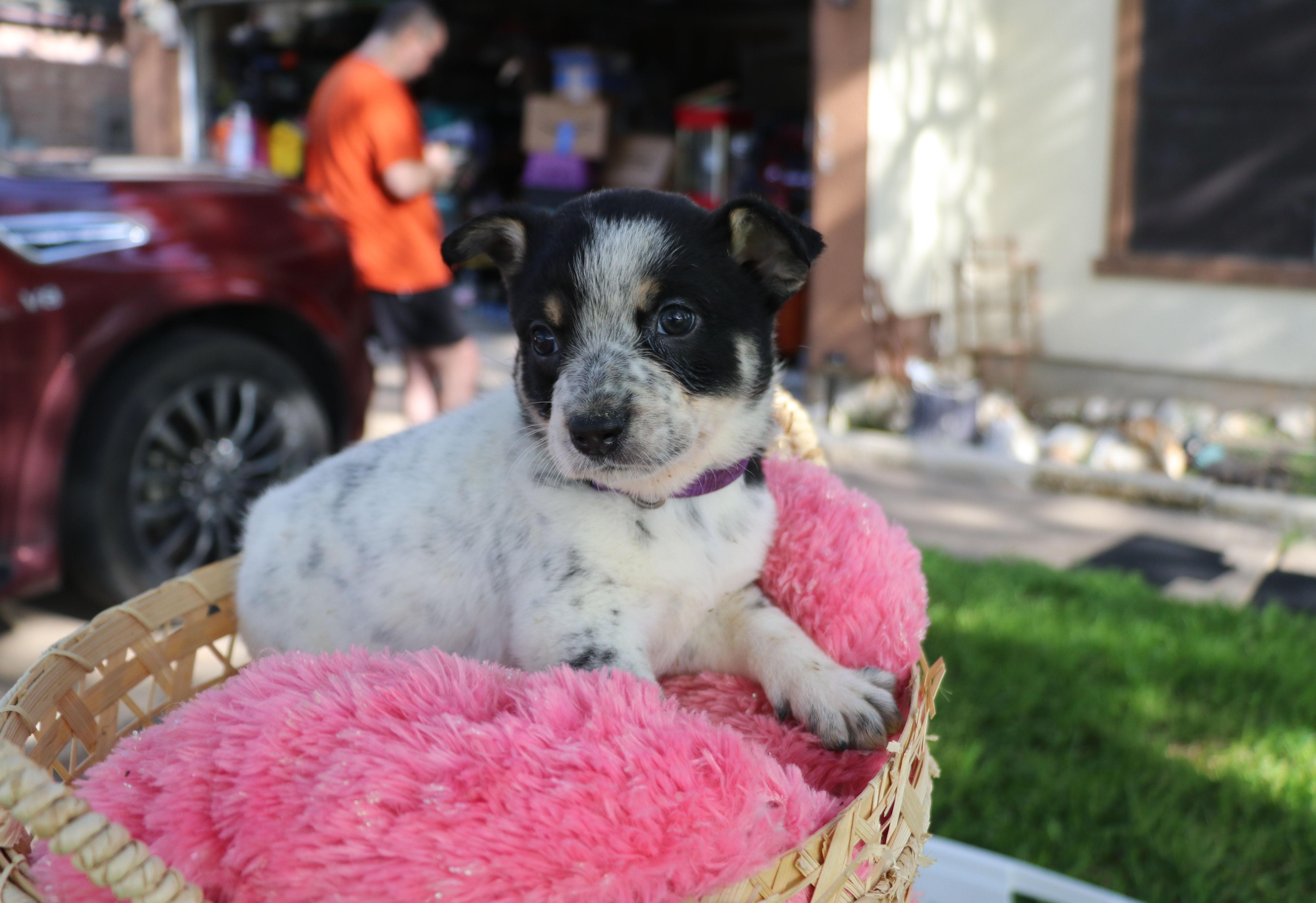 Sassy, an adopted mixed breed in Pflugerville, TX image 5/6