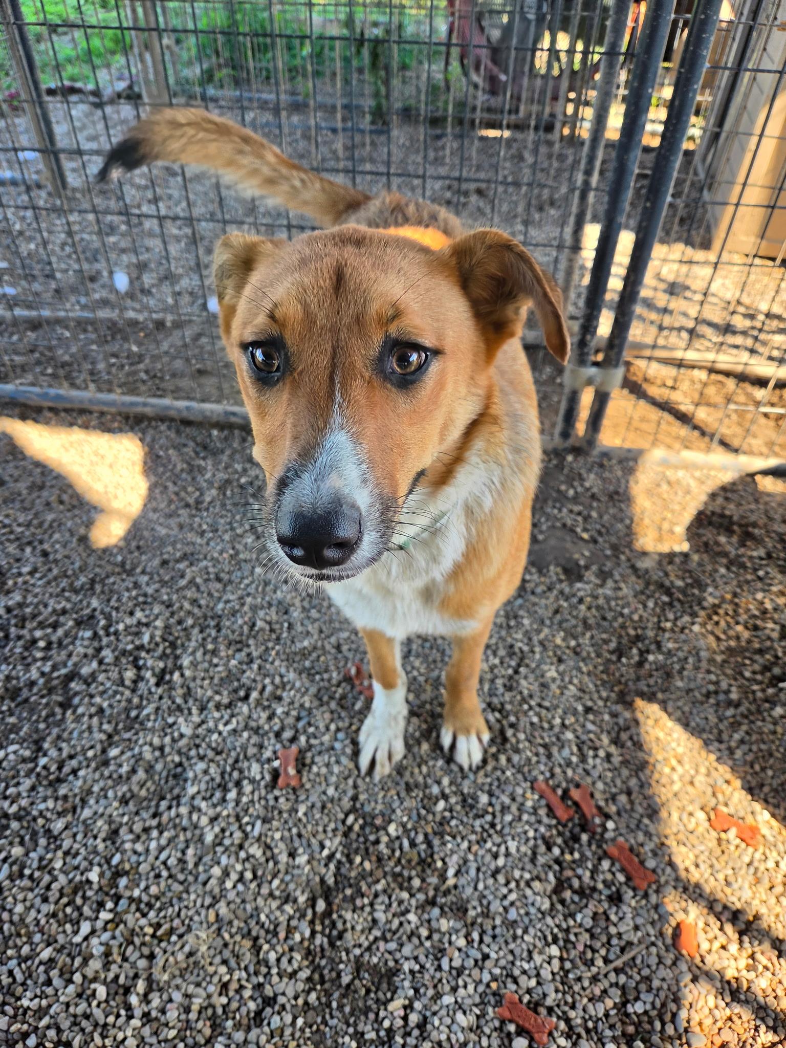 Enlarge Bella Rose, a Adoptable mixed breed in Petersburg, IN image 2/2