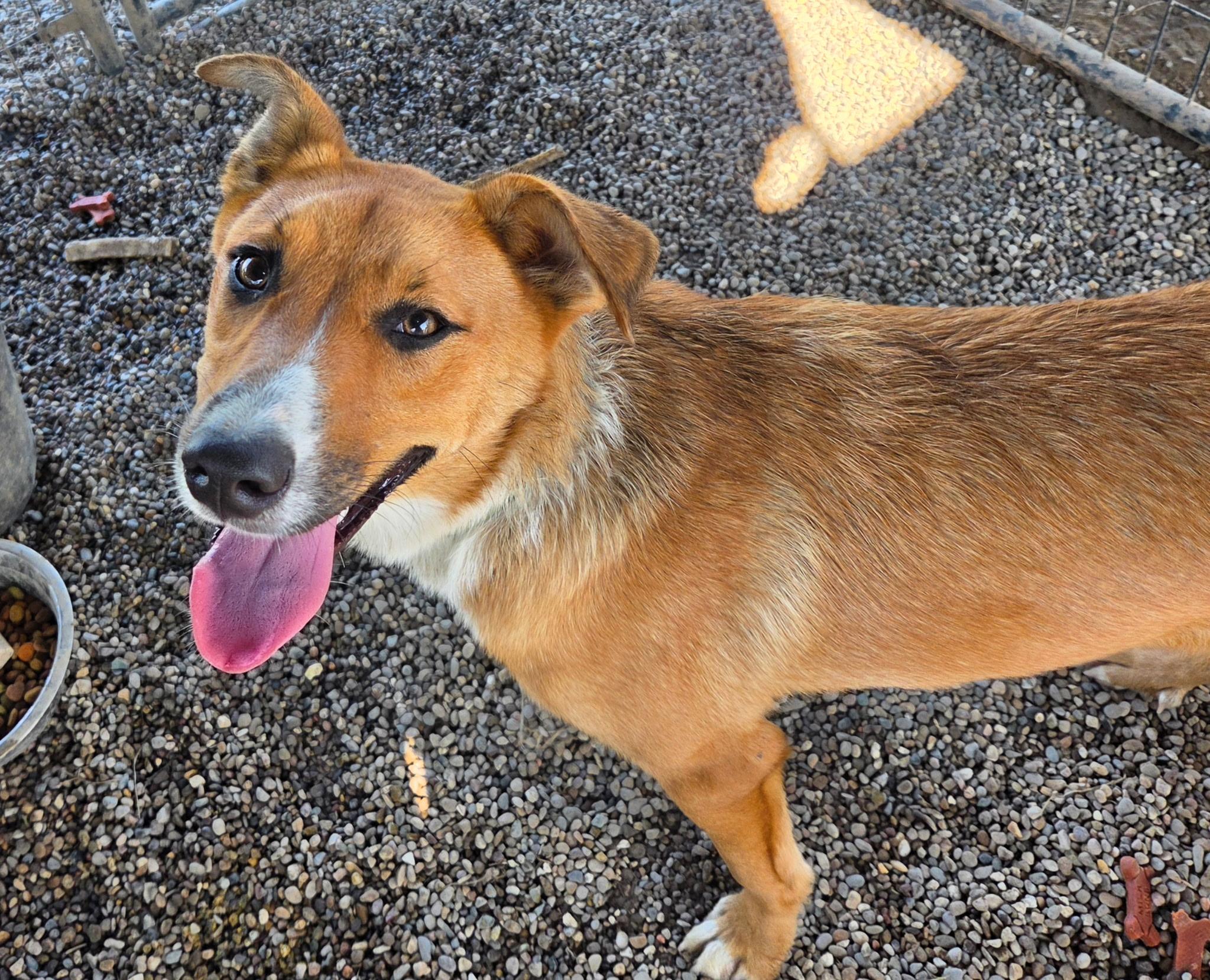 Bella Rose, Adoptable, Young Female Australian Shepherd.