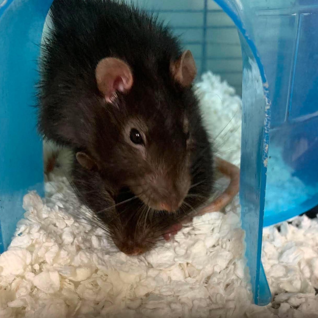Enlarge Copperfield & Houdini, a Adoptable Rat in Rochester, NY image 2/4