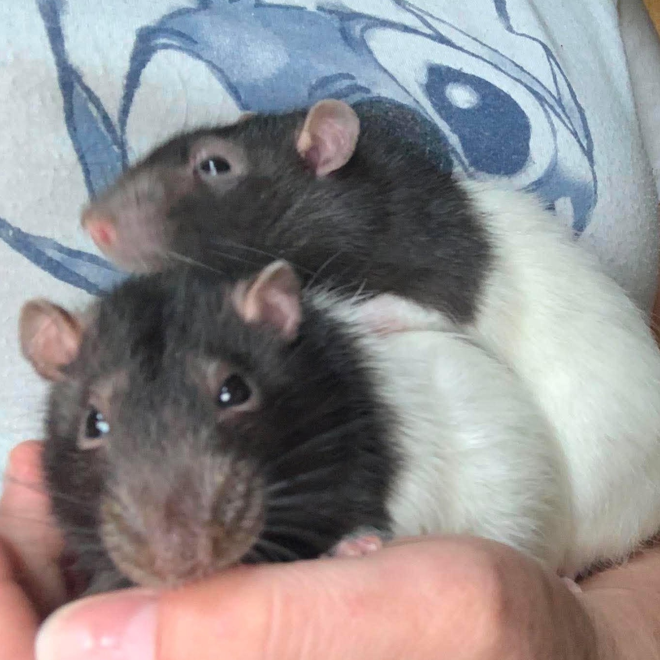 Enlarge Copperfield & Houdini, a Adoptable Rat in Rochester, NY image 1/4