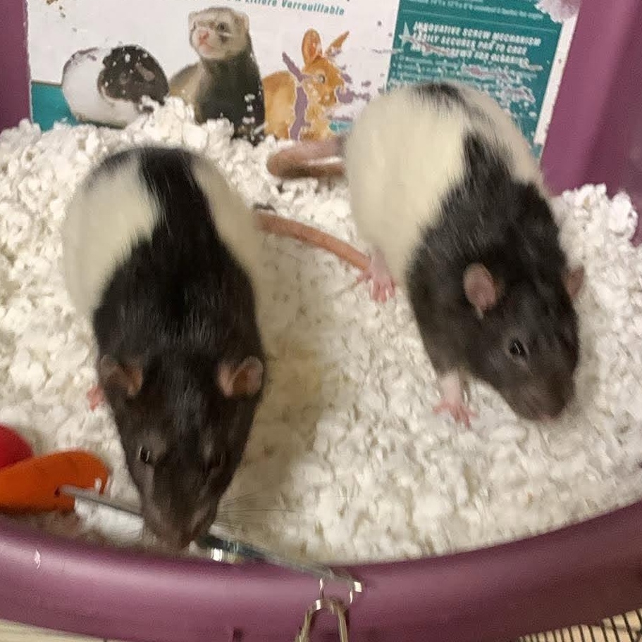 Enlarge Copperfield & Houdini, a Adoptable Rat in Rochester, NY image 4/4