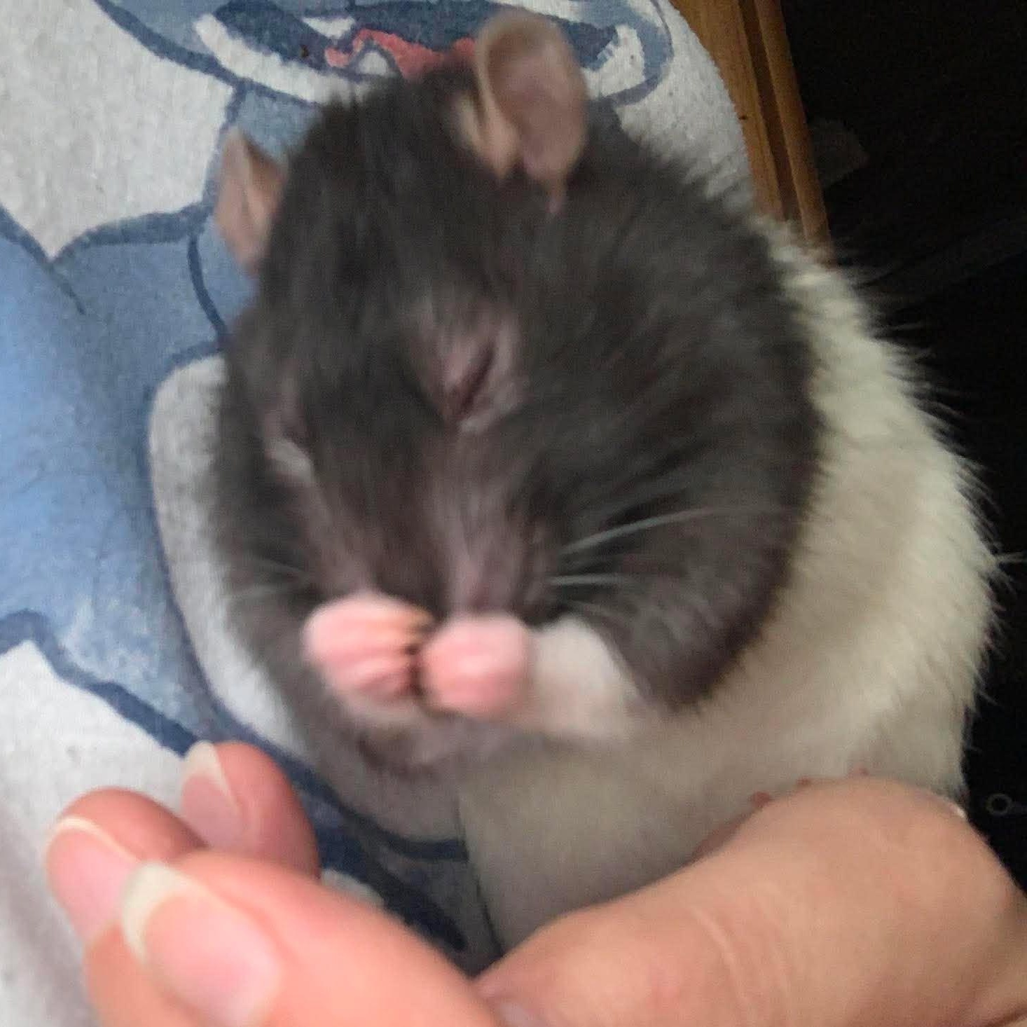 Enlarge Copperfield & Houdini, a Adoptable Rat in Rochester, NY image 3/4