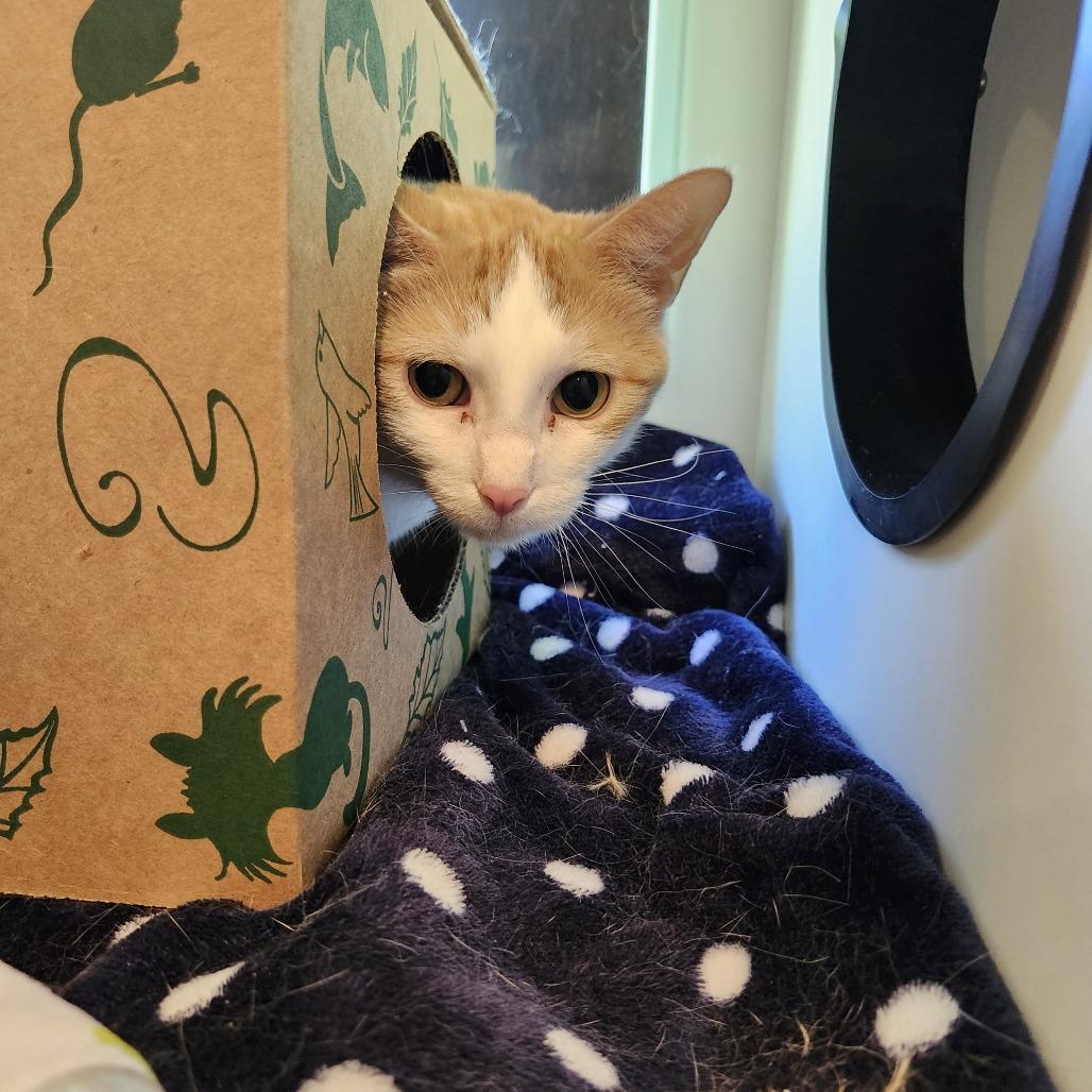 Alicia, a Adoptable Domestic Short Hair in Saint Charles, MO image 1/4