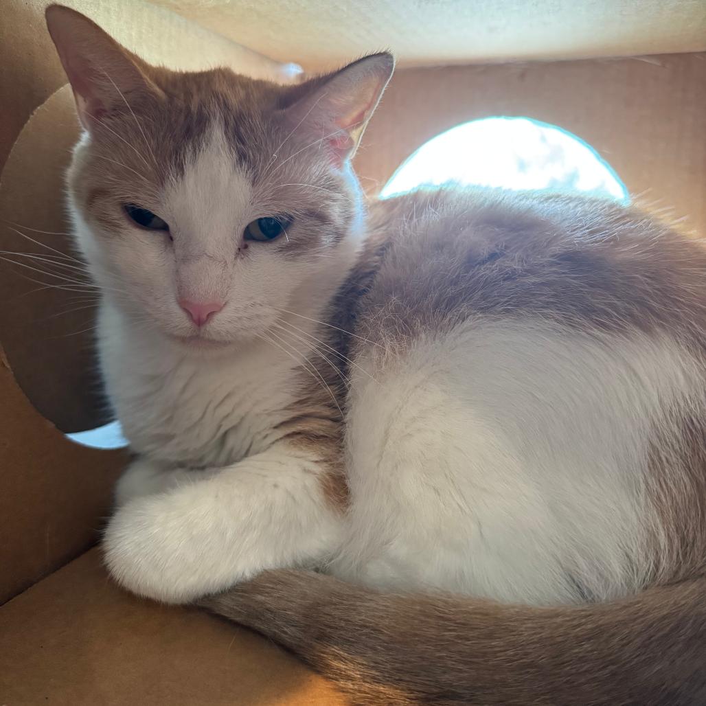 Alicia, a Adoptable Domestic Short Hair in Saint Charles, MO image 2/4