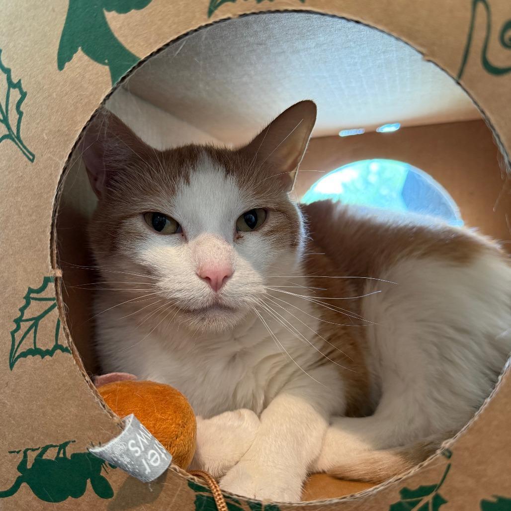 Alicia, a Adoptable Domestic Short Hair in Saint Charles, MO image 3/4