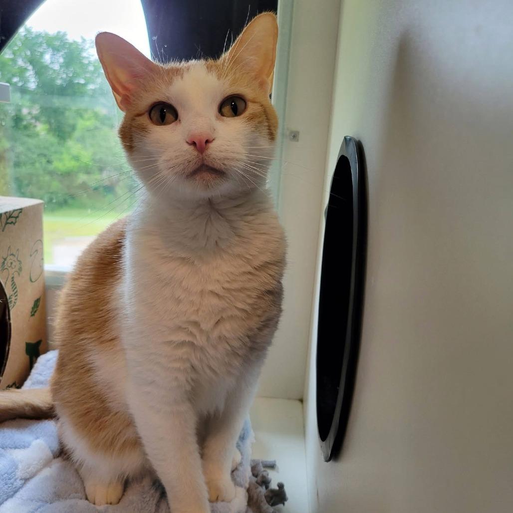 Alicia, a Adoptable Domestic Short Hair in Saint Charles, MO image 4/4
