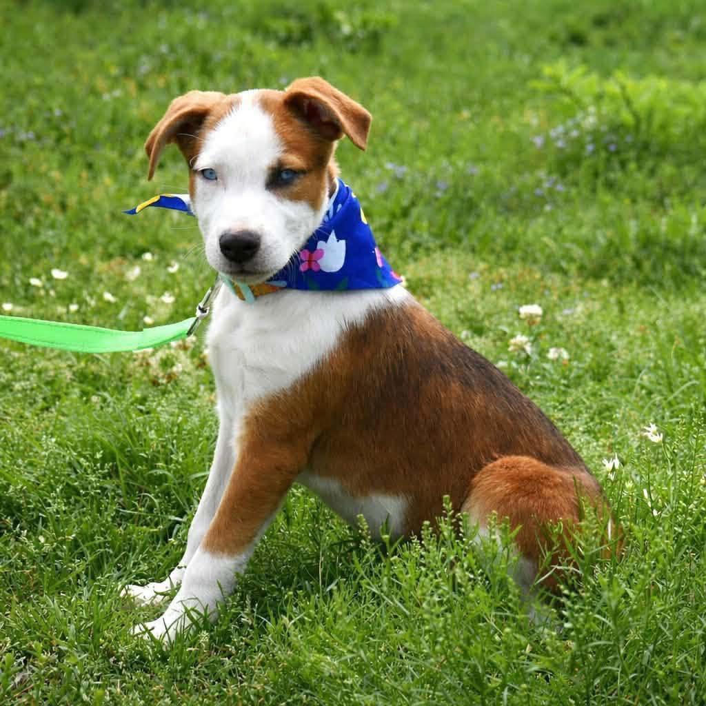 Marino, ADOPTABLE, Puppy Male Pit Bull Terrier & Siberian Husky.