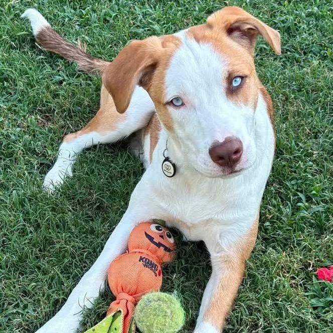 Enlarge Marino, a ADOPTABLE mixed breed in Broken Arrow, OK image 5/6