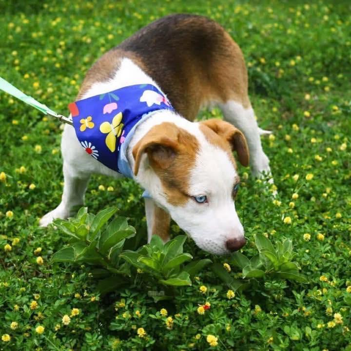 Marino, a ADOPTABLE mixed breed in Broken Arrow, OK image 2/3