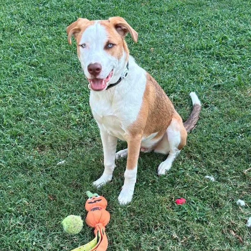 Enlarge Marino, a ADOPTABLE mixed breed in Broken Arrow, OK image 6/6