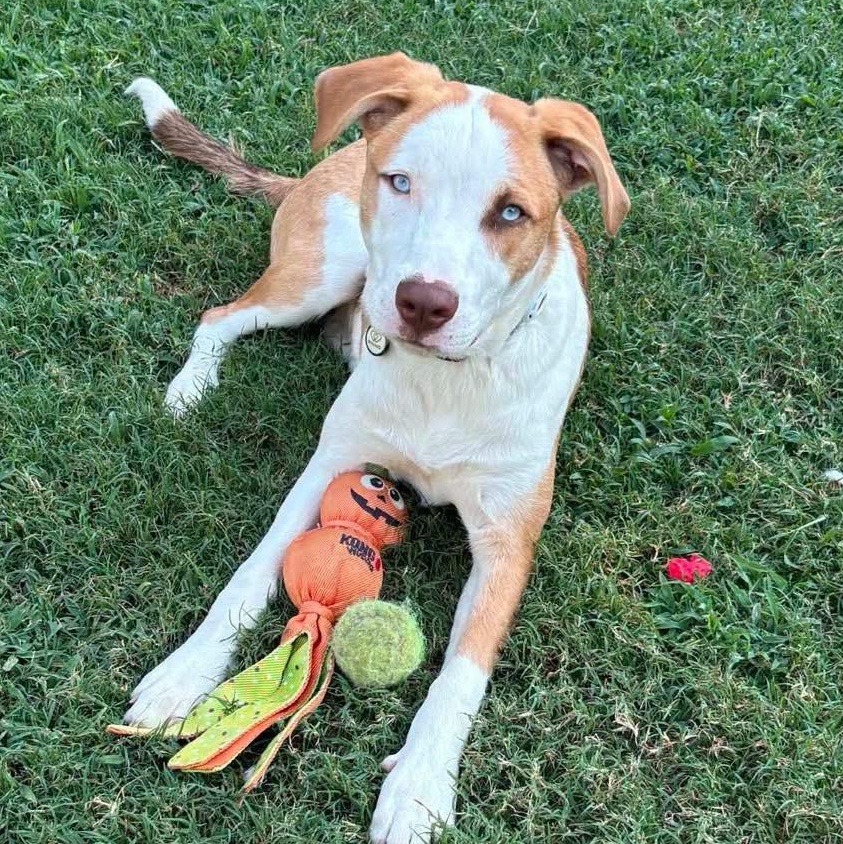 Enlarge Marino, a ADOPTABLE mixed breed in Broken Arrow, OK image 4/6