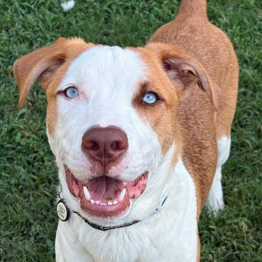 Enlarge Marino, a ADOPTABLE mixed breed in Broken Arrow, OK image 2/6