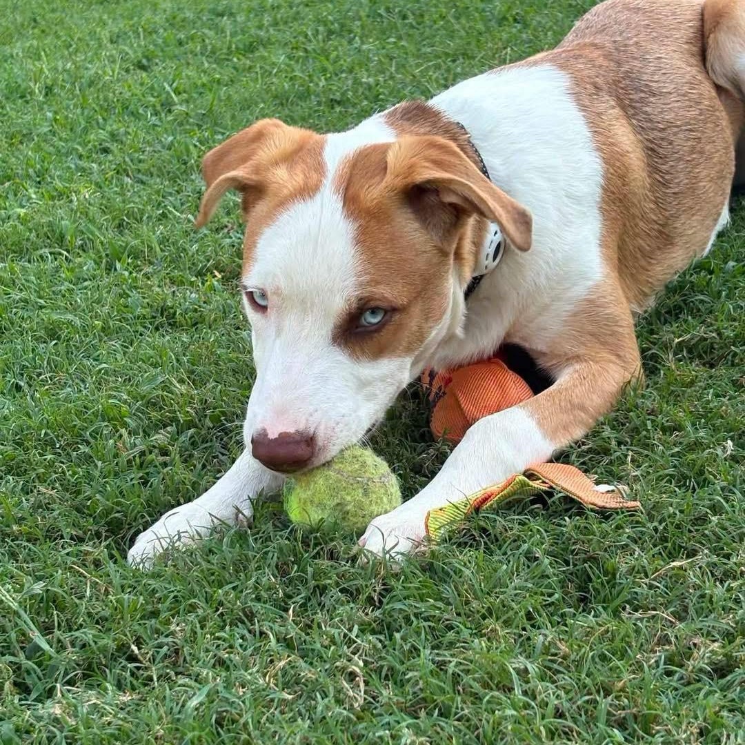 Enlarge Marino, a ADOPTABLE mixed breed in Broken Arrow, OK image 3/6