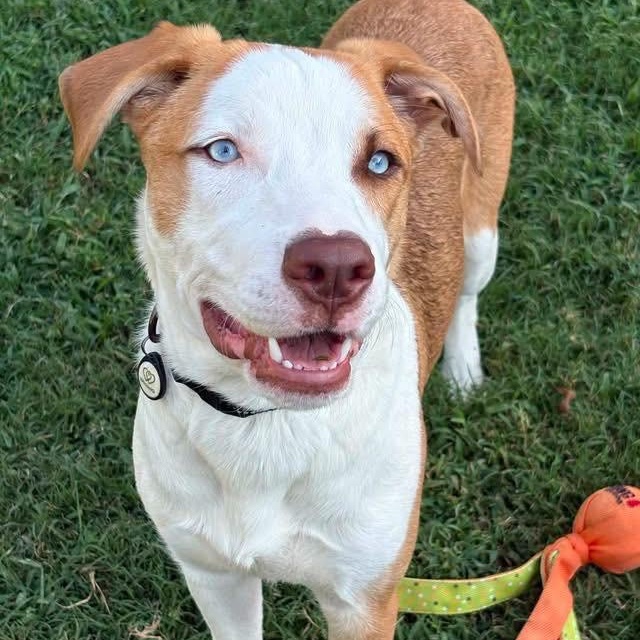 Enlarge Marino, a ADOPTABLE mixed breed in Broken Arrow, OK image 1/6