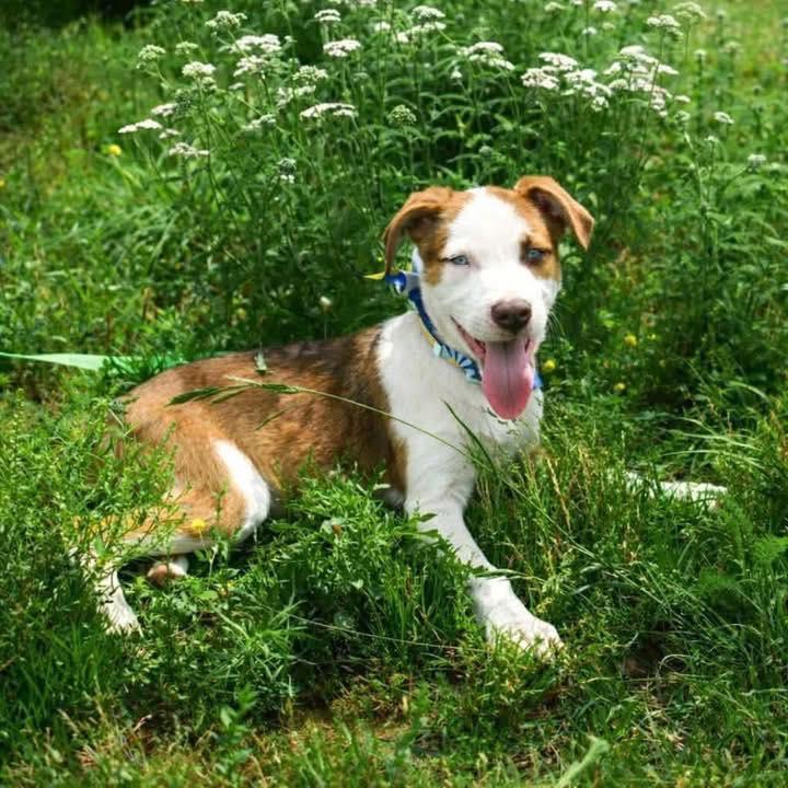 Marino, a ADOPTABLE mixed breed in Broken Arrow, OK image 3/3