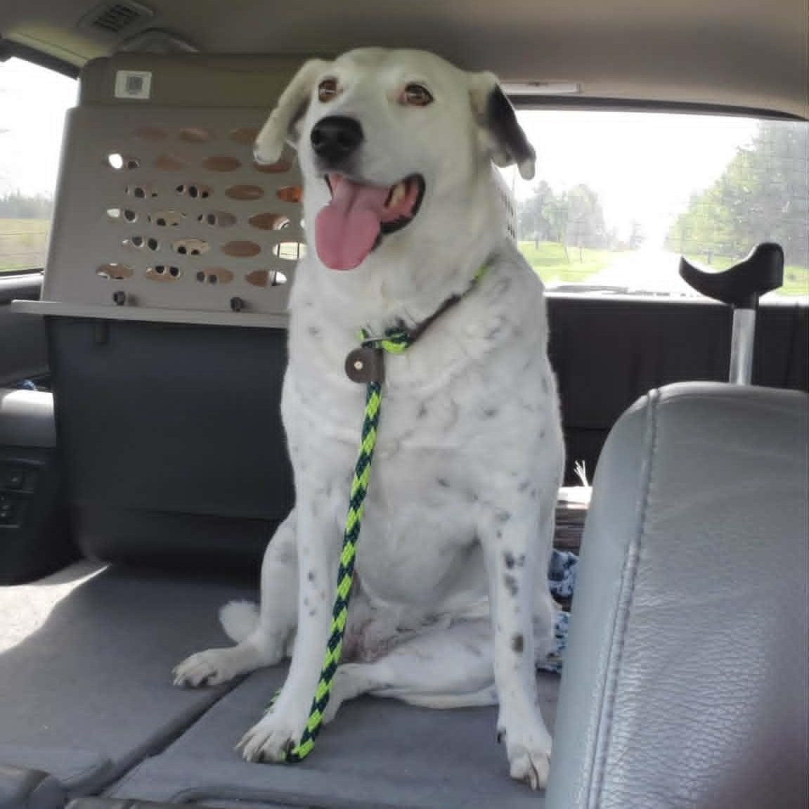 Enlarge Alysheba (aka Ally), a Adoptable mixed breed in Goshen, KY image 3/5
