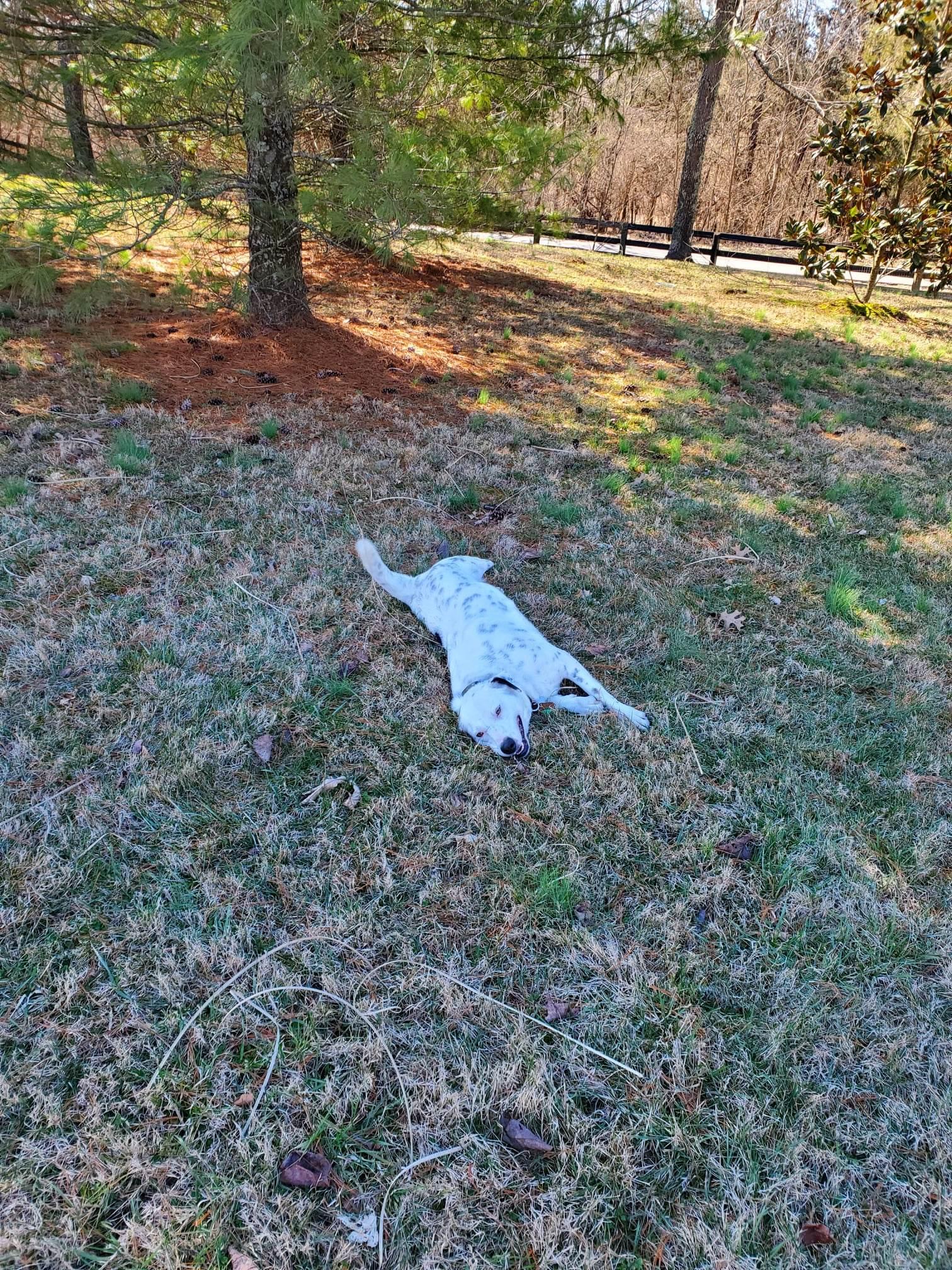 Enlarge Alysheba (aka Ally), a Adoptable mixed breed in Goshen, KY image 4/5