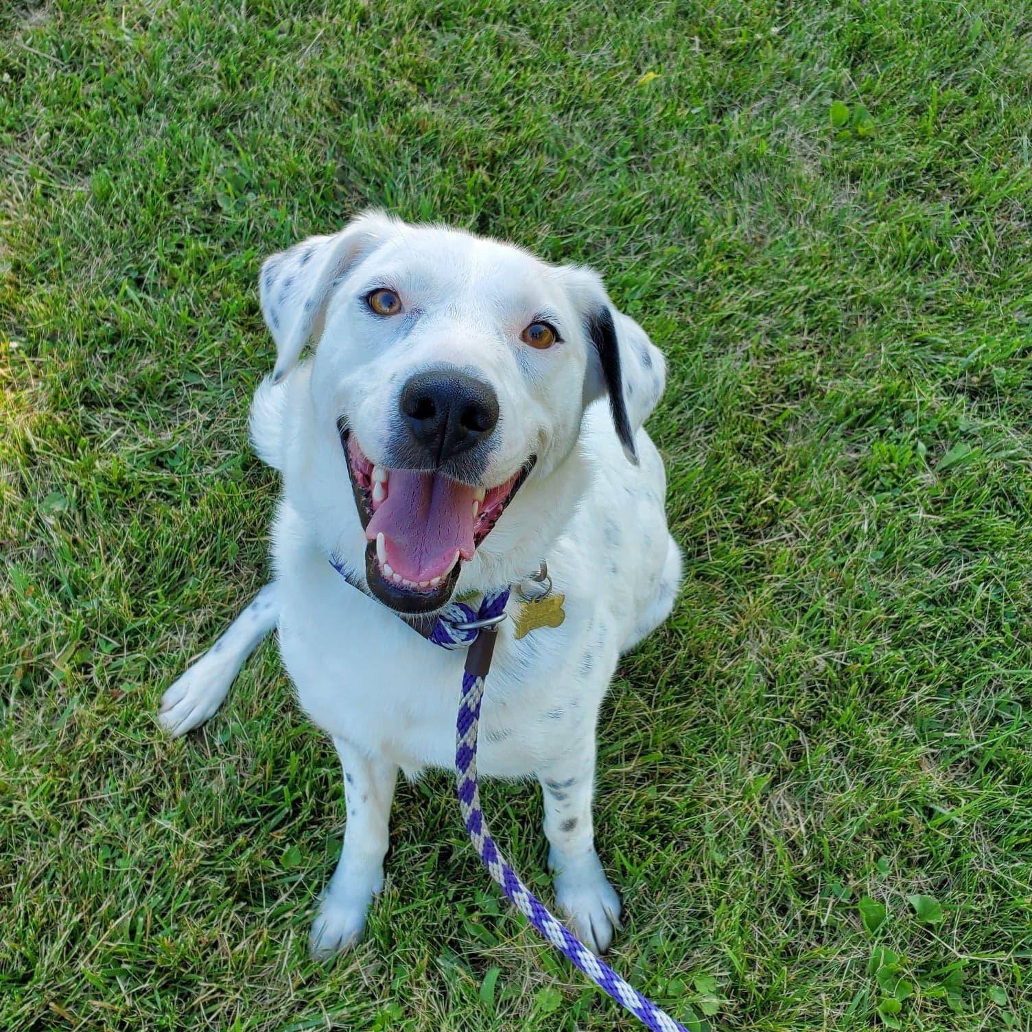 Enlarge Alysheba (aka Ally), a Adoptable mixed breed in Goshen, KY image 1/5