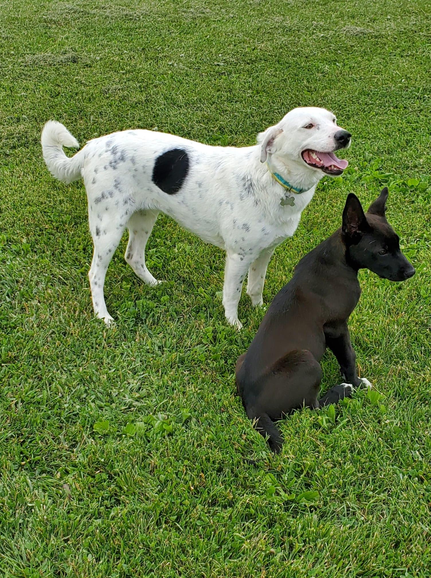 Enlarge Alysheba (aka Ally), a Adoptable mixed breed in Goshen, KY image 5/5