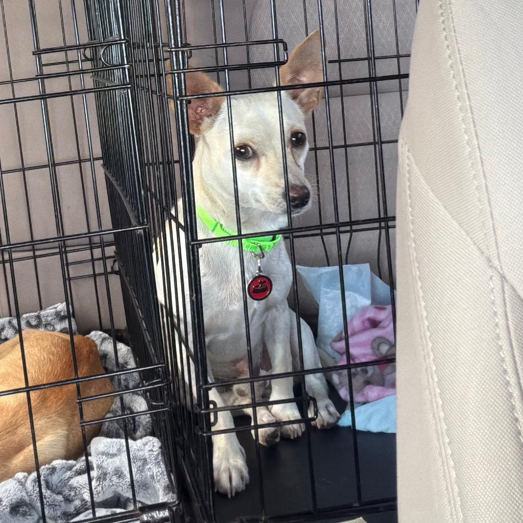 Stanley, Adoptable, Adult Male Chihuahua.