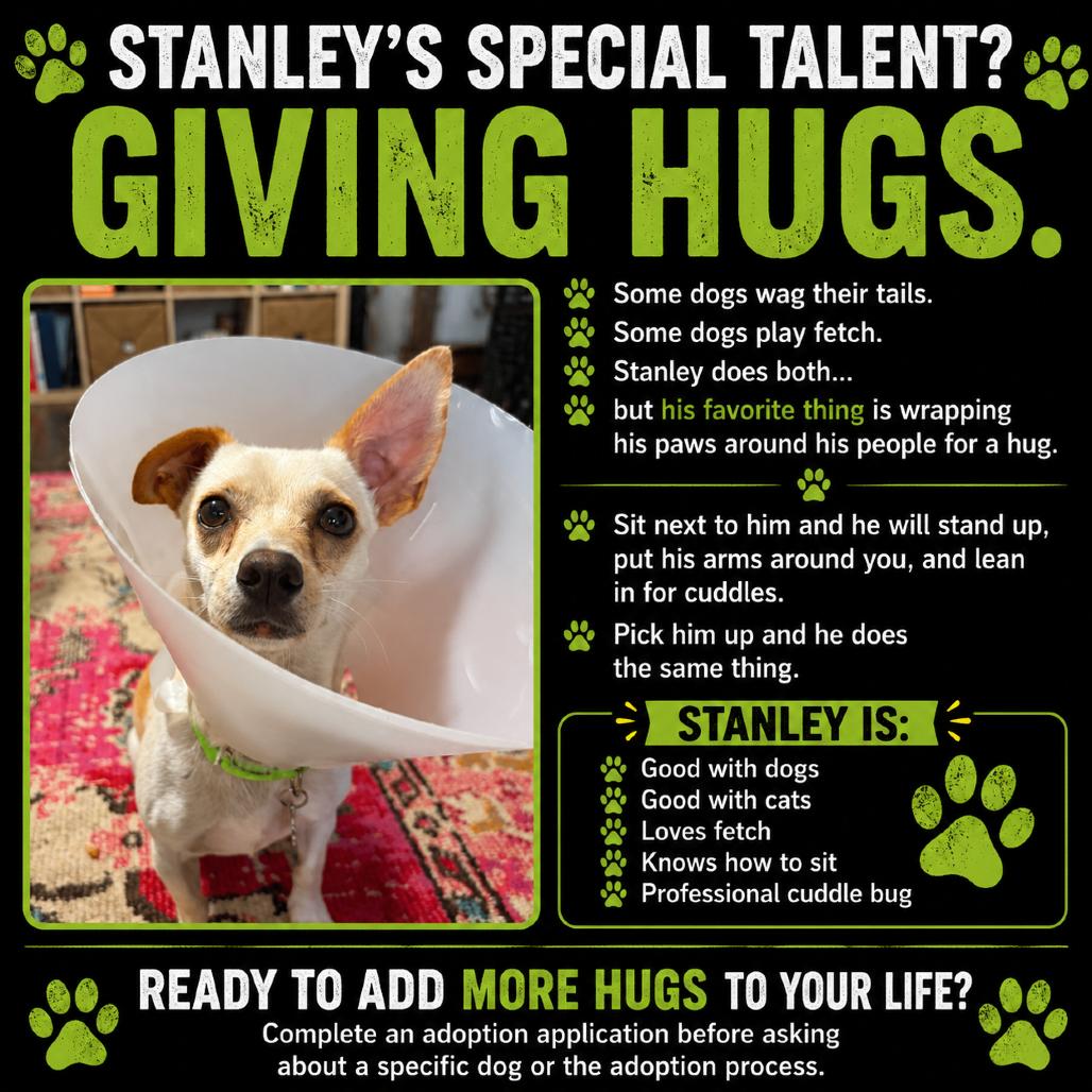 Stanley, a Adoptable Chihuahua in Katy, TX image 2/3