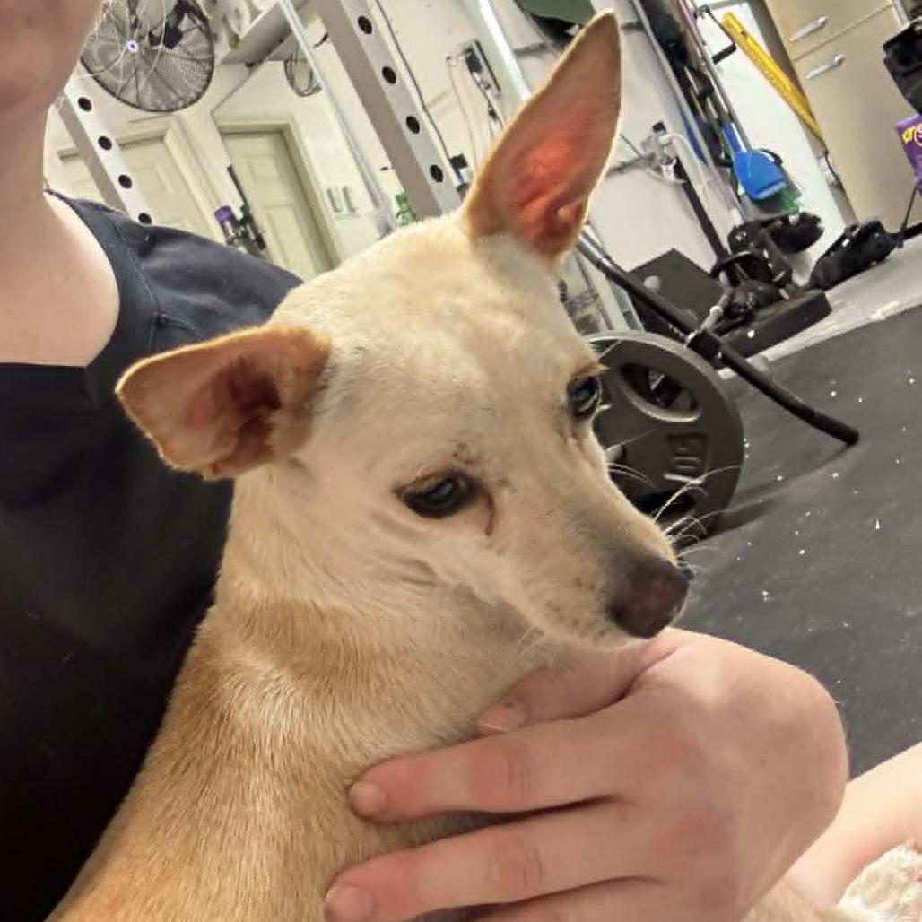 Stanley, a Adoptable Chihuahua in Katy, TX image 3/3