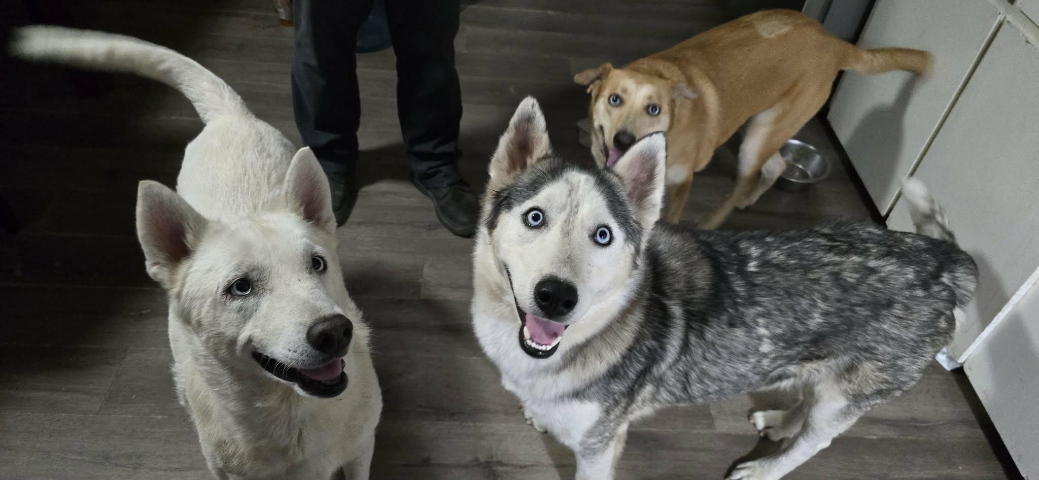 Enlarge Maximus, a ADOPTABLE Siberian Husky in New Milford, CT image 4/6