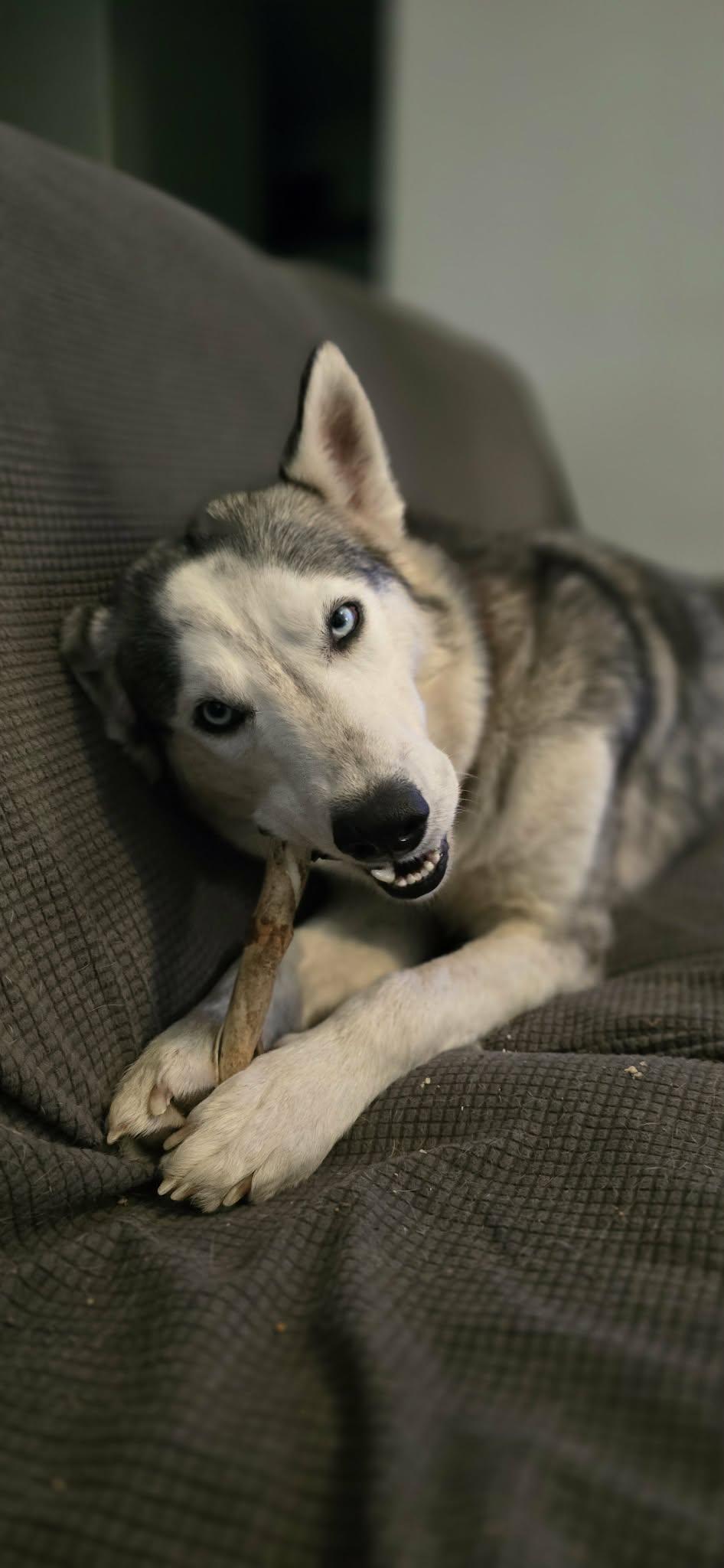 Maximus, ADOPTABLE, Young Male Siberian Husky.