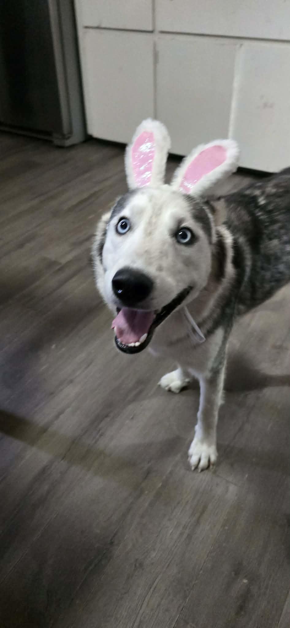 Enlarge Maximus, a ADOPTABLE Siberian Husky in New Milford, CT image 6/6