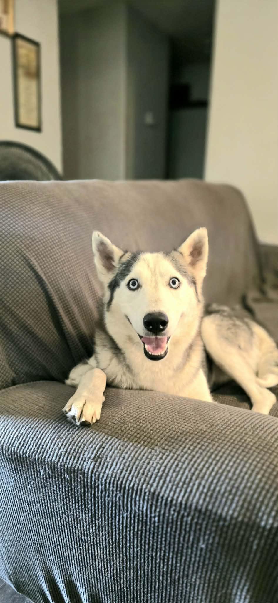 Enlarge Maximus, a ADOPTABLE Siberian Husky in New Milford, CT image 5/6