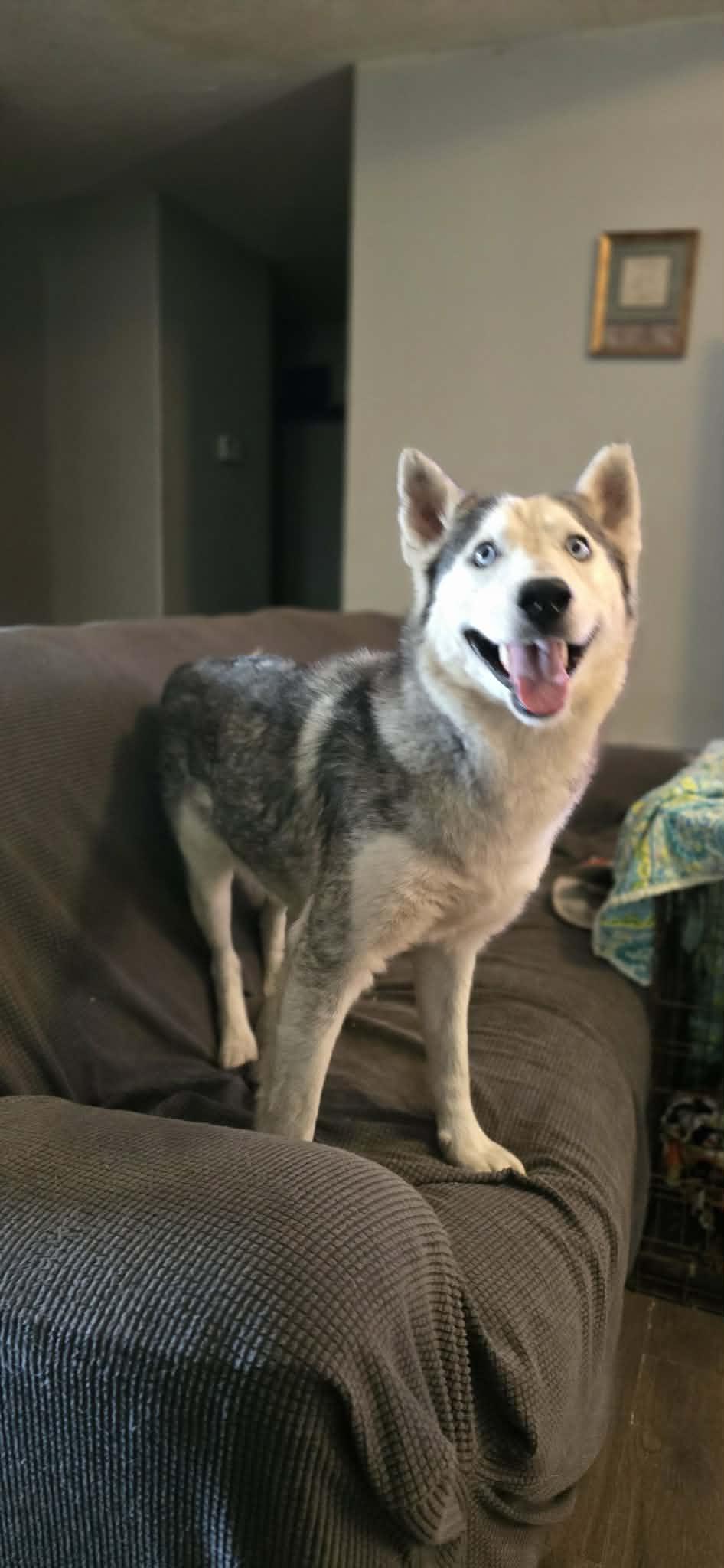 Enlarge Maximus, a ADOPTABLE Siberian Husky in New Milford, CT image 3/6