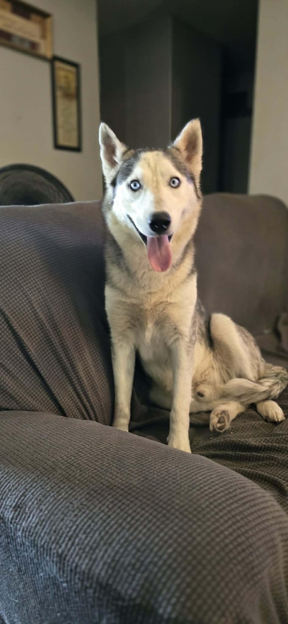 Enlarge Maximus, a ADOPTABLE Siberian Husky in New Milford, CT image 2/6