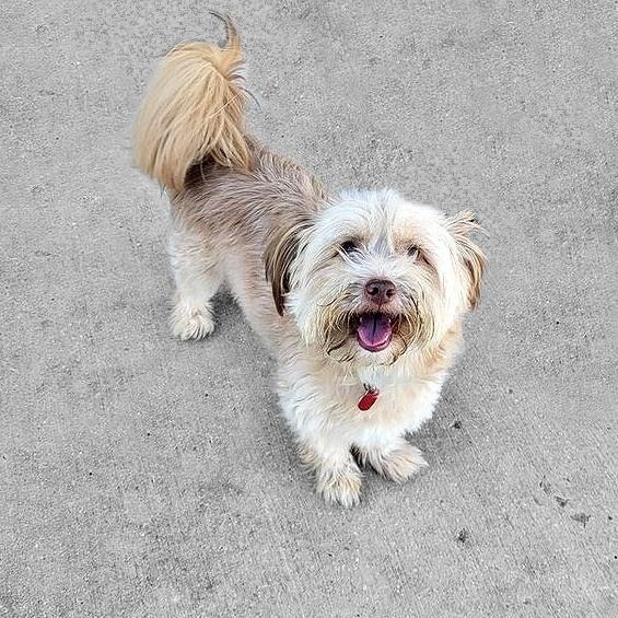 Benji