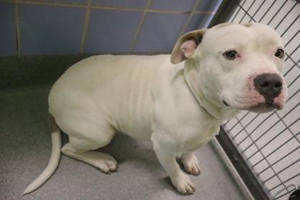 Dean, Adoptable, Young Male Pit Bull Terrier & Mixed Breed.