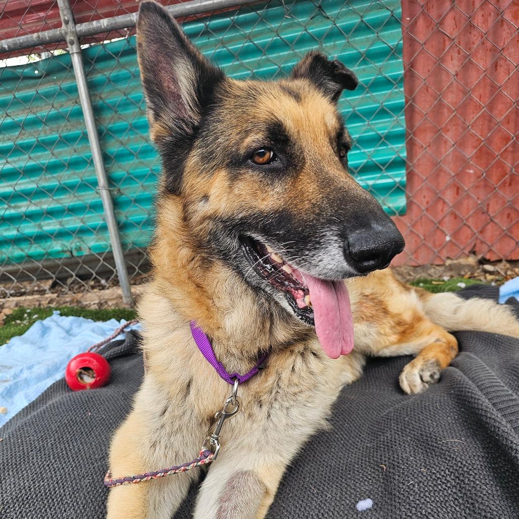 Aslan — thumbnail 2