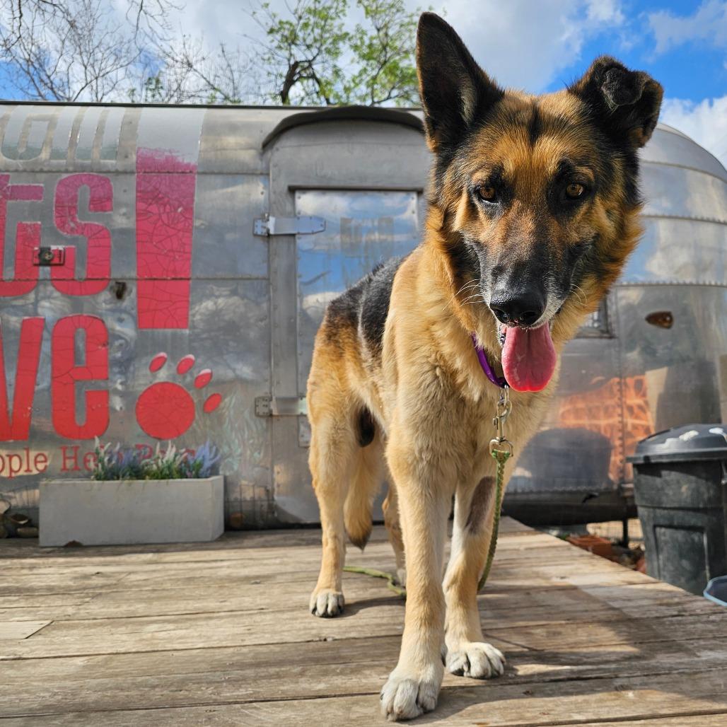 Aslan — thumbnail 3