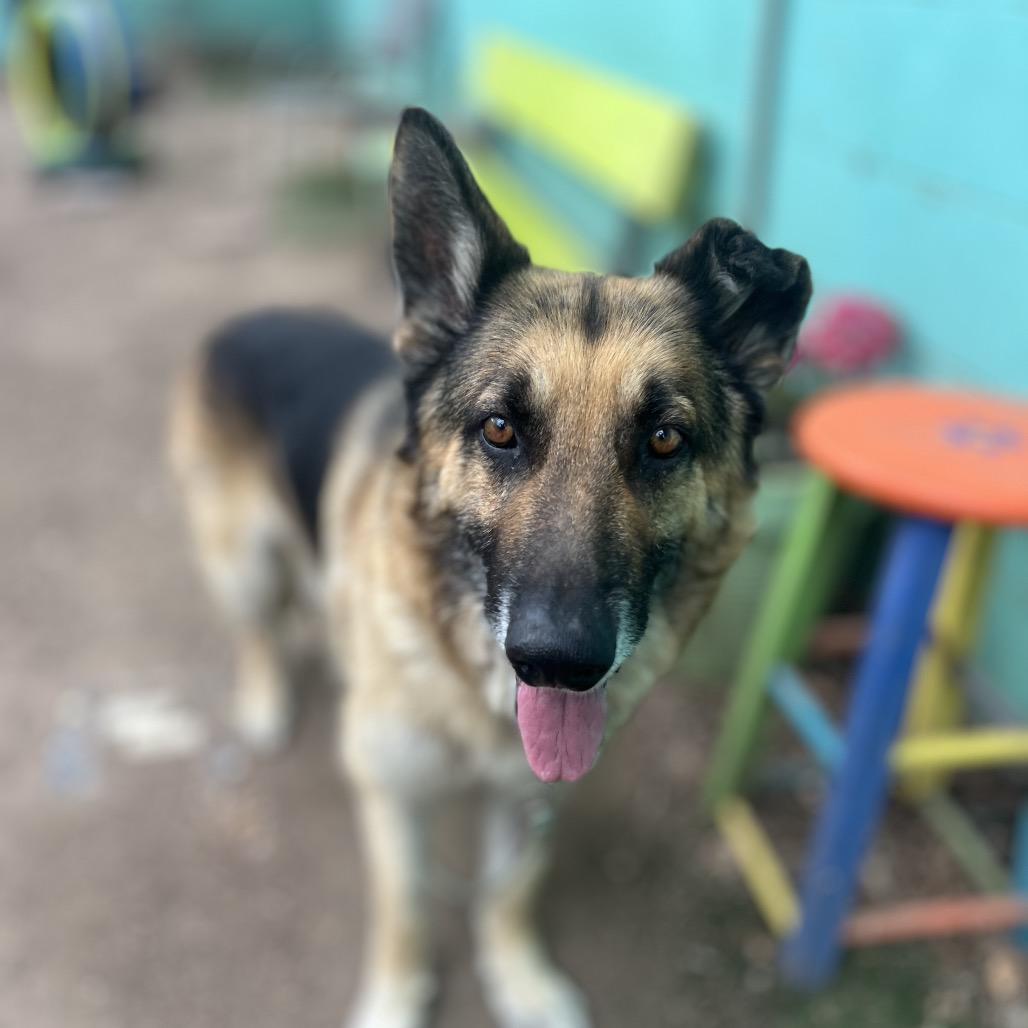 Aslan — thumbnail 4