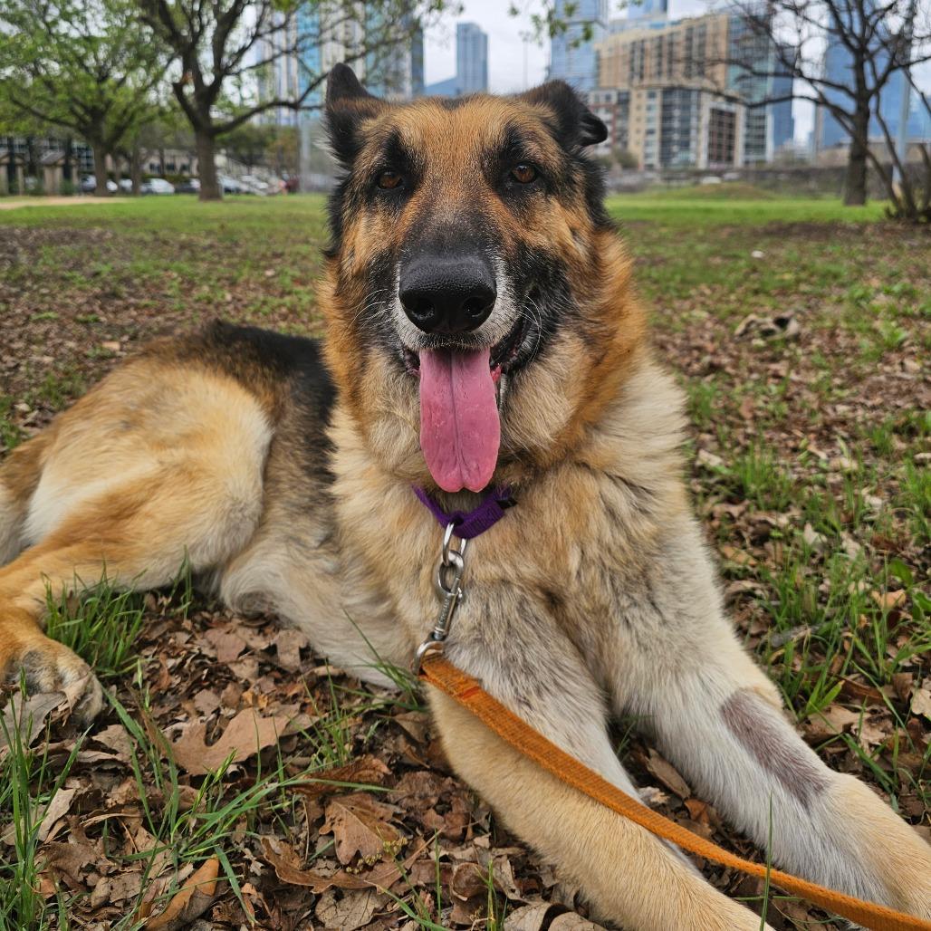 Aslan — thumbnail 5