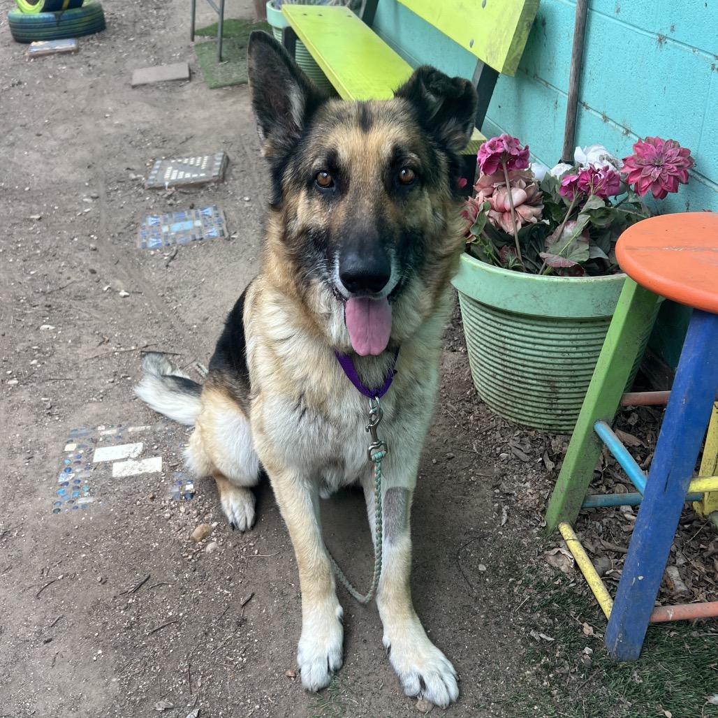 Aslan — thumbnail 6