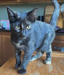 KAHLUA, Adoptable, Young Female Domestic Short Hair.