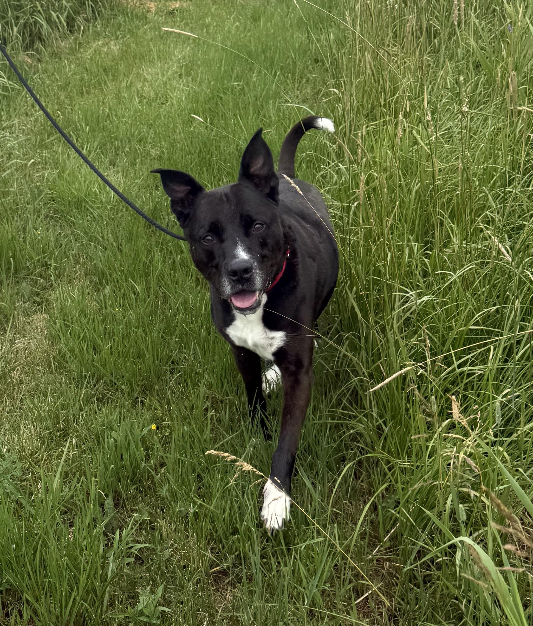 Mickey, ADOPTABLE, Adult Male Mixed Breed.