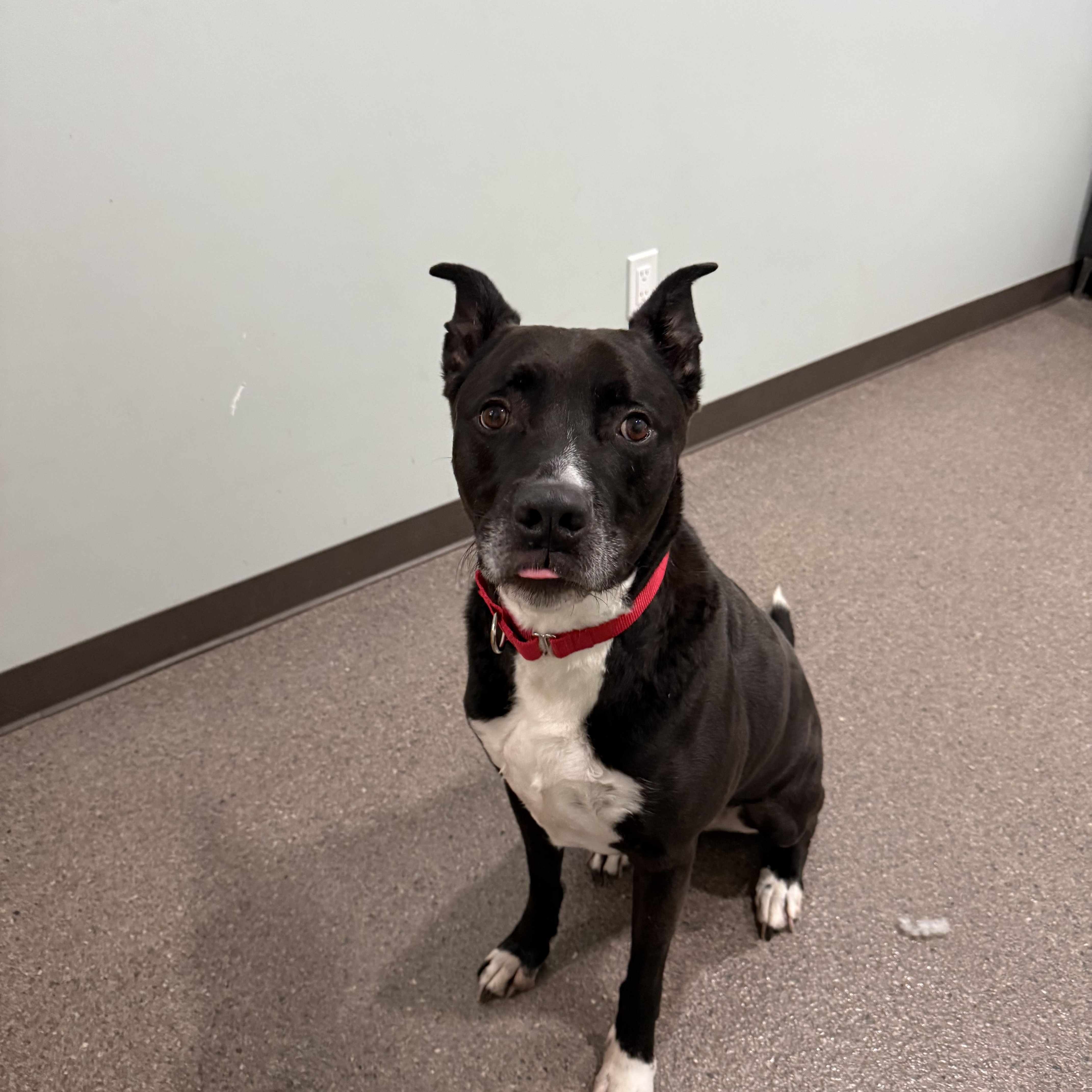 Enlarge Mickey, a ADOPTABLE mixed breed in Sault Sainte Marie, MI image 3/3