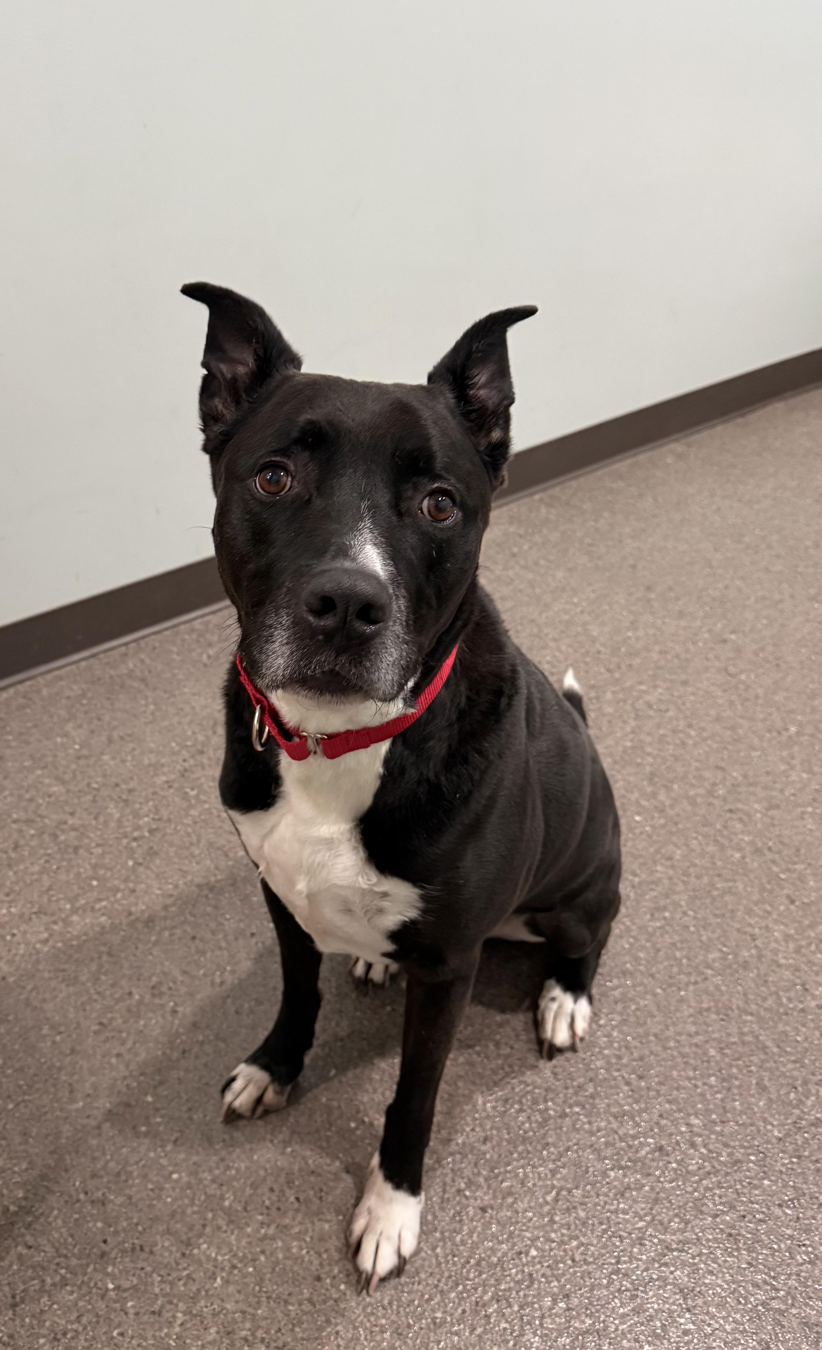 Enlarge Mickey, a ADOPTABLE mixed breed in Sault Sainte Marie, MI image 2/3